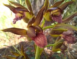 Image result for Eulophia alta