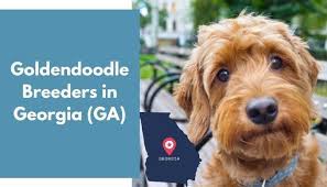 Australian mountain doodle puppies are $2500. 23 Goldendoodle Breeders In Georgia Ga Goldendoodle Puppies For Sale Animalfate