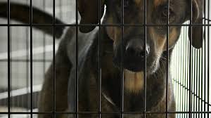 Her adoption fee is $300. Hurricane Dorian How To Help Animals Rescued In Bahamas Us