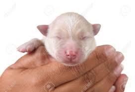 Check spelling or type a new query. White Newborn Pomeranian Puppy In A Human Hand Stock Photo Picture And Royalty Free Image Image 5909648