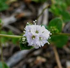 Image result for Boerhavia repens