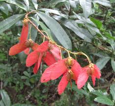 Image result for Acridocarpus natalitius