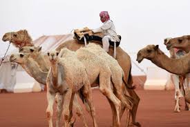 Sunny weather on tuesday attracted more visitors to the king abdulaziz camel festival in rumah, 120 kilometers northeast of riyadh. In Pictures King Abdulaziz Camel Festival In Riyadh Arabianbusiness