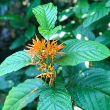 Image result for Justicia spicigera