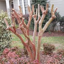 Maybe you would like to learn more about one of these? Crepe Myrtle Pruning Lawn Love