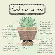 Estos sustratos no tienen nada de materia orgánica, pero no importa. Bloglenteja On Instagram Siembra En Cualquier Vaso Cactus Suculentas Siembras Huerto Huertourbano Diy Siembras Suculentas Cactus