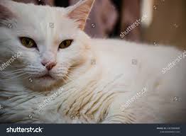Cat Floor White Green Eyes Stock Photo 2323360685