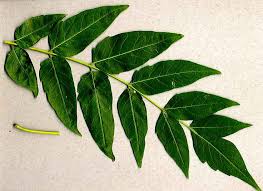 Alianthus Altissima Leaf Plant Leaves Leaves Landscape
