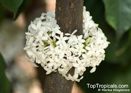 Image result for Pleiocarpa
