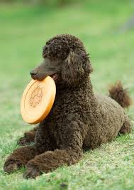 They are all regularly health tested. Standard Poodle Dog Breed Information Center