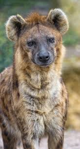 Sous Le Sabot Fendu De Pan African Animals Animals Wild Hyena