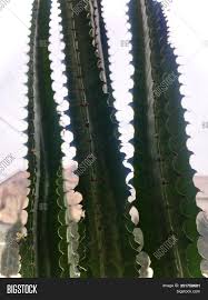 (below) san pedro cactus was then, in 1918, as it is now and shall be forever and ever whether it has hello vern, i purchased some san pedro cacti from you last year and i seem to be having a.roughly how long they could live in this climate (melbourne, australia) with its cold winters but no. Echinopsis Pachanoi Image Photo Free Trial Bigstock