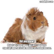 Pin On Guineapig Facts