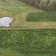 Corn Maze at Coppal House Farm event image