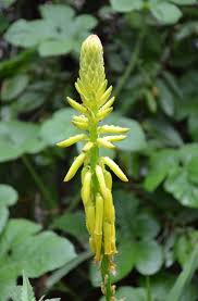 Image result for Ferraria glutinosa
