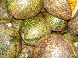 Image result for Voacanga africana