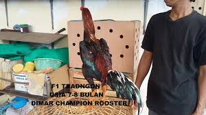 Openocean finds the best price and lowest slippage for traders on aggregated dexes and cexes by applying a deeply optimized intelligent routing algorithm.openocean also. F1 Tradngon Telp Sms Wa Dimarchampionrooster Com Facebook