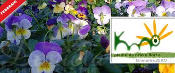 Nessun obbligo di registrazione, acquista subito! Daniela Garden Center Un Progetto Di Floricoltura A Passo32