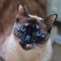 The Tortie Point Siamese Cat - Life with Siamese Cats