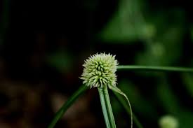 Image result for Cyperus dubius