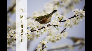 Relaxation Music With 1 Minute Bell Timer Reiki Timer Yin Yoga Timer 1 Youtube