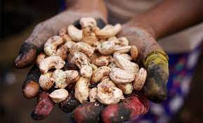 Until then, exposure to their toxic oils invites a rash of itching, oozing blisters. Cashew Nut Shelling In India Automatic Cashew Nut Shelling Machine Is A Good Helper