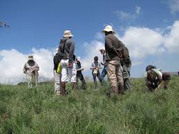 Image result for Psammotropha myriantha