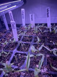 Great black bean production this year. Think I've done well for my first  time growing them!