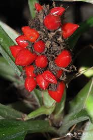 Image result for Palisota mannii