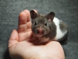Black And White Syrian Hamster 