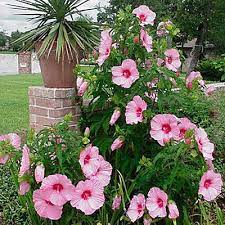 A genus of hardy and tender annuals, evergreen and deciduous shrubs or small trees. Hibiscus Lady Baltimore Hibiscus Hardy Hibiscus Perennials From American Meadows