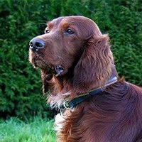 Irlandali Setter Ierse Setter