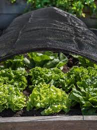 Bird Netting For Garden Lowes Pin On Garden 2020