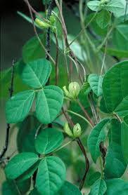 Image result for Macrotyloma uniflorum