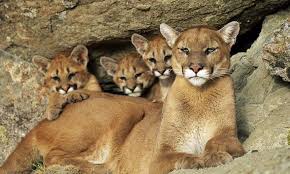 Only Female Cougars Are Involved In Parenting And Are Fiercely Protective Of Their Cubs They Have Been Seen To Successful Mountain Lion Wild Cats Animals Wild