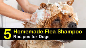 Yes or no baby shampoo for dogs: 5 Amazing Homemade Flea Shampoo Recipes For Dogs