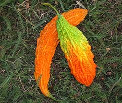 Image result for Momordica charantia
