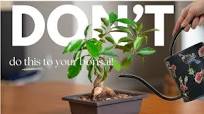 Beginner Bonsai Mistakes AND How to Fix Them! (Ginseng Ficus / Ficus  Microcarpa)