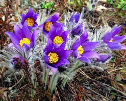 Сон великий – Фактосвіт