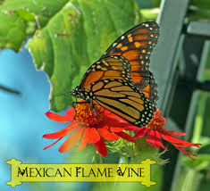 Adults feed on nectar from flowers though some do not feed, and rely on the stored reserves accumulated from. Butterfly Plants List Butterfly Flowers And Host Plant Ideas