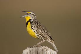 Birds Of Western Washington Identification Western Meadowlark Sturnella Neglecta Eastern Washington Aves