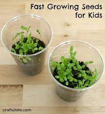I'm always looking for new things to do with my 2 year old. Fast Growing Seeds For Kids Growing Seeds Kids Growing Seeds Planting For Kids