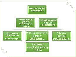 Check spelling or type a new query. Genes Free Full Text Production Of Plant Secondary Metabolites Examples Tips And Suggestions For Biotechnologists