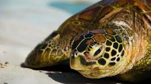 لماذا تبكي السلاحف عالم المعرفة