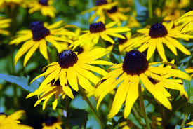 The disk of each flower is domed, like that of a coneflower. Make Your Own Black Eyed Susans Flower Press