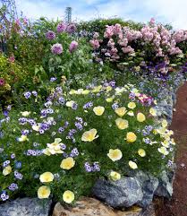 Image result for Eschscholzia