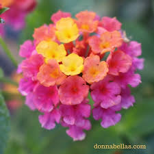 Enjoying Lantana Flowers In Morning Garden Light Lantana Lantanas Flower Flowers Garden Gardening Gardenflowers Nofilt In 2020 Lantana Flower Lantana Flowers