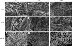 Scanning Electron Microscopy Sem Images Of In Vitro Gel Download Scientific Diagram