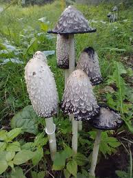 Image result for Coprinus comatus