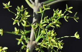 Image result for Ptaeroxylaceae